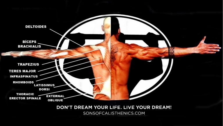 Tipos de cuerpo: ectomorfo, mesomorfo y endomorfo