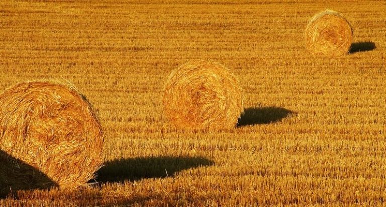 Carbohidratos Simples y Complejos: «el bueno, el feo y el malo»